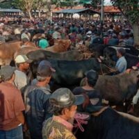 Kasus Penggelapan Sapi Berulang di Wonoasih Kota Probolinggo, Aparat Diminta Bertindak Cepat