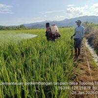Babinsa Koramil 1505-02/Wasile Bantu Warga Lakukan Penyemprotan Padi di Sawah