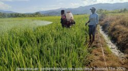 Babinsa Koramil 1505-02/Wasile Bantu Warga Lakukan Penyemprotan Padi di Sawah