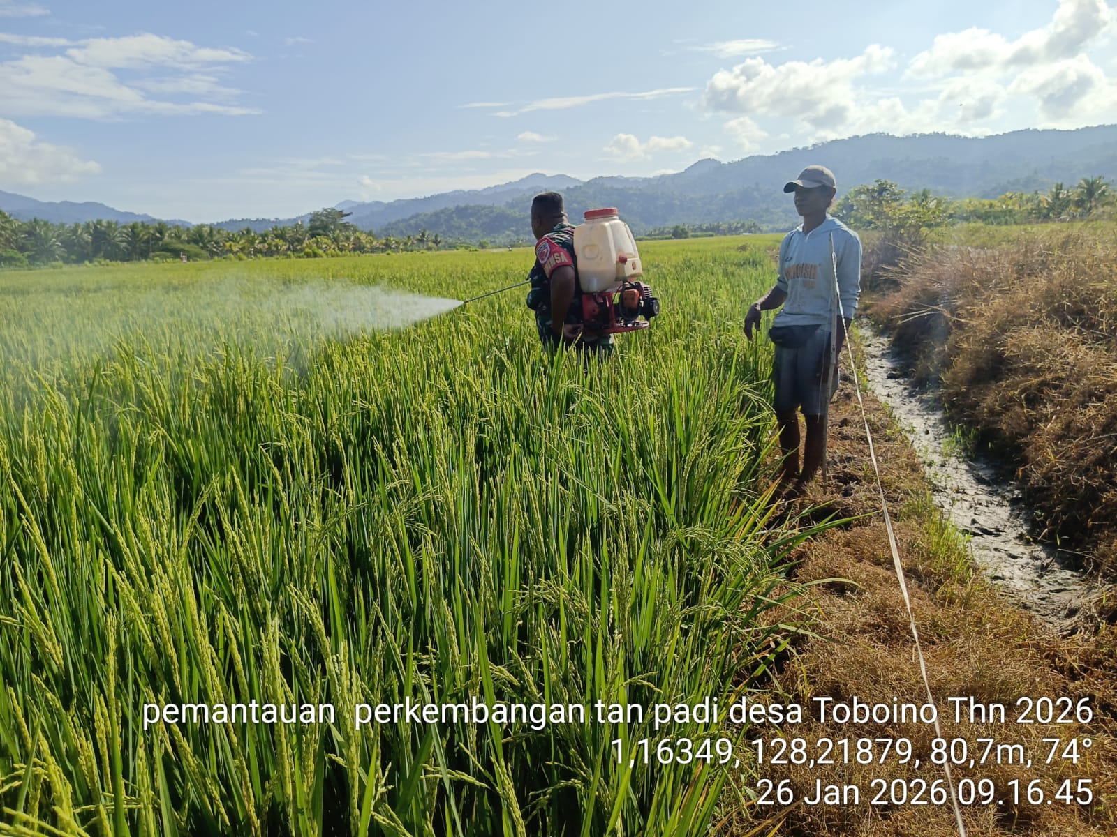 Babinsa Koramil 1505-02/Wasile Bantu Warga Lakukan Penyemprotan Padi di Sawah