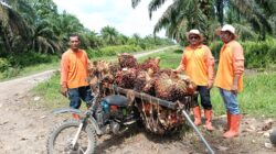 PT. Agrinas Sukaramai Labura Berdayakan Pekerjakan Masyarakat Sekitar, Hadapi Tantangan Pencurian