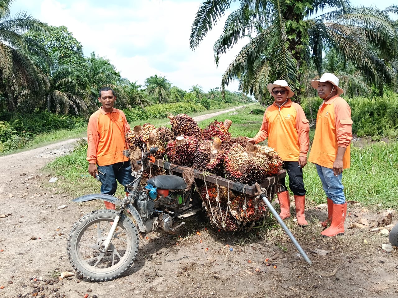 PT. Agrinas Sukaramai Labura Berdayakan Pekerjakan Masyarakat Sekitar, Hadapi Tantangan Pencurian