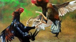 Darurat Hukum Nasional: Sabung Ayam Hidup Subur di Hadapan Polisi