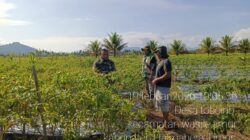 Melalui Komsos, Babinsa Koramil 02/Wasile Dukung Produktivitas Petani Cabai