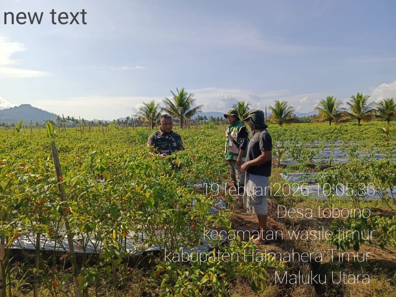 Melalui Komsos, Babinsa Koramil 02/Wasile Dukung Produktivitas Petani Cabai Melalui Komsos, Babinsa Koramil 02/Wasile Dukung Produktivitas Petani Cabai