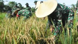 Program Ketahanan Pangan, Kodim 1710/Mimika Panen Padi Perdana