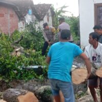 Polsek Widang Evakuasi Pohon Tumbang Yang Tutup Akses Jalan Desa