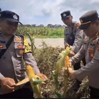 Polisi Cek Kualitas Buah Jagung Sebelum Panen