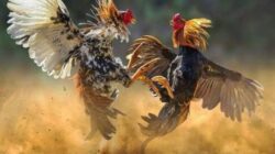 Judi Terang-terangan, Aparat Gelap-gelapan: Potret Buram Penegakan Hukum di Nganjuk