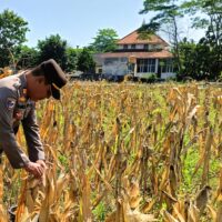 Pastikan Hasil Panen Maksimal dan Optimal, Kapolsek Widang Cek Kualitas Buah Jagung
