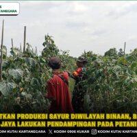 Tingkatkan Produksi Sayur Diwilayah Binaan, Babinsa Panca Jaya Lakukan Pendampingan Pada Petani Timun