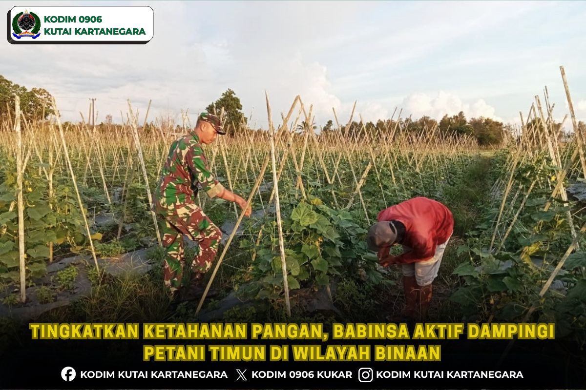 Tingkatkan Ketahanan Pangan, Babinsa Aktif Dampingi Petani Timun di Wilayah Binaan Tingkatkan Ketahanan Pangan, Babinsa Aktif Dampingi Petani Timun di Wilayah Binaan