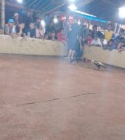 Resahkan Warga, Dugaan Arena Sabung Ayam dan Judi Dadu di Sukorejo Ponorogo Disebut Masih Beroperasi