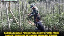 Babinsa Lakukan Pendampingan Bantu Petani Panen Lombok, Wujudkan Ketahanan Pangan Di Wilayah