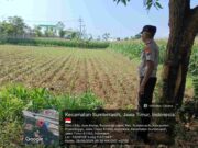 Polri Turun ke Ladang Jagung, Bukti Ketahanan Pangan Jadi Prioritas di Probolinggo Kota