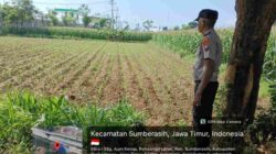 Polri Turun ke Ladang Jagung, Bukti Ketahanan Pangan Jadi Prioritas di Probolinggo Kota