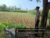 Polri Turun ke Ladang Jagung, Bukti Ketahanan Pangan Jadi Prioritas di Probolinggo Kota Polri Turun ke Ladang Jagung, Bukti Ketahanan Pangan Jadi Prioritas di Probolinggo Kota