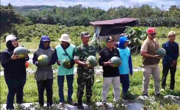 Babinsa Dampingi Ketua KTNA Panen Semangka Wujudkan Ketahanan Pangan di wilayah Babinsa Dampingi Ketua KTNA Panen Semangka Wujudkan Ketahanan Pangan di wilayah