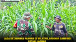 Jaga Ketahanan Pangan Di Wilayah, Babinsa Dampingi Petani Jagung