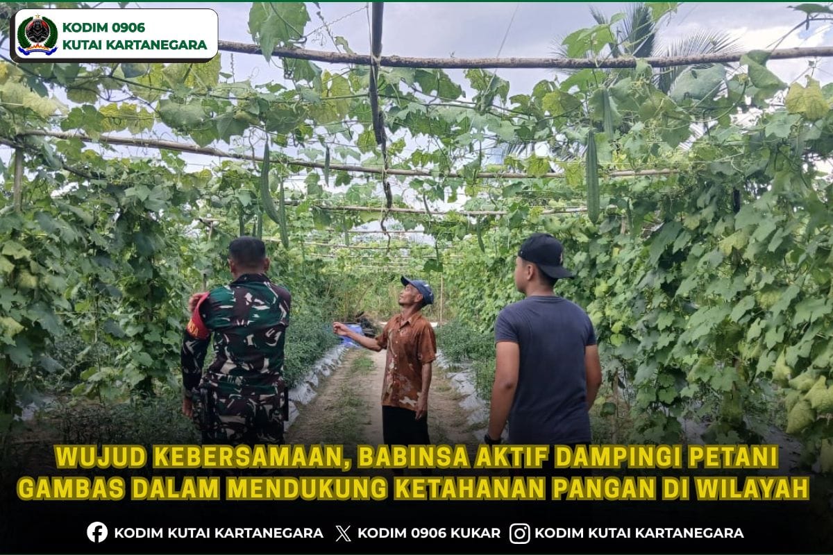 Wujud Kebersamaan, Babinsa Aktif Dampingi Petani Gambas Dalam Mendukung Ketahanan Pangan Di Wilayah Wujud Kebersamaan, Babinsa Aktif Dampingi Petani Gambas Dalam Mendukung Ketahanan Pangan Di Wilayah