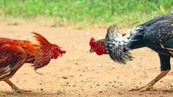 Hukum Diabaikan: Judi Sabung Ayam Berani Beroperasi di Depan Mata Aparat