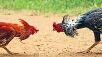 Hukum Diabaikan: Judi Sabung Ayam Berani Beroperasi di Depan Mata Aparat Hukum Diabaikan: Judi Sabung Ayam Berani Beroperasi di Depan Mata Aparat