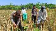 Polsek Widang Polres Tuban Membantu Petani Panen jagung di Desa Compreng