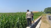 Bhabinkamtibmas Kademangan Sambangi Petani Jagung, Polri Perkuat Ketahanan Pangan dari Tingkat Kelurahan