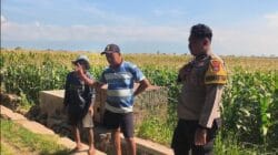 Polisi Turun ke Lahan Jagung di Ketapang, Perkuat Ketahanan Pangan Nasional Polisi Turun ke Lahan Jagung di Ketapang, Perkuat Ketahanan Pangan Nasional