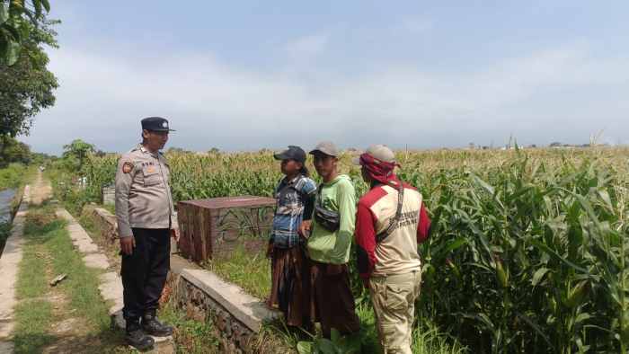 Polisi dan Petani Bersinergi, Ketahanan Pangan Nasional Diperkuat dari Triwung Kidul Polisi dan Petani Bersinergi, Ketahanan Pangan Nasional Diperkuat dari Triwung Kidul