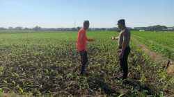 Polisi dan Petani Bersatu, Kademangan Perkuat Ketahanan Pangan dari Tingkat Kelurahan