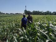 Polisi Turun ke Lahan Jagung di Tongas, Perkuat Program Ketahanan Pangan Nasional