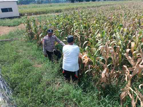 Bhabinkamtibmas Pekoren Pantau Lahan Jagung di Rembang, Kawal Asta Cita Ketahanan Pangan Bhabinkamtibmas Pekoren Pantau Lahan Jagung di Rembang, Kawal Asta Cita Ketahanan Pangan