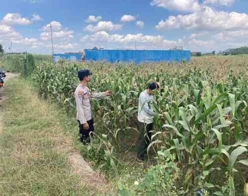 Bhabinkamtibmas Desa Boro Brigadir M. Vicky Nornanda, S.H Melaksanakan Monitoring Penanaman Jagung di Desa Binaan Bhabinkamtibmas Desa Boro Brigadir M. Vicky Nornanda, S.H Melaksanakan Monitoring Penanaman Jagung di Desa Binaan