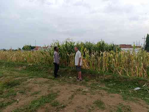 Polisi Sambangi Petani Jagung di Triwung Lor, Siap Bantu Penanganan Hama hingga Pembersihan Lahan Polisi Sambangi Petani Jagung di Triwung Lor, Siap Bantu Penanganan Hama hingga Pembersihan Lahan