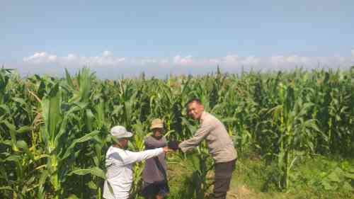 Polisi Sambangi Lahan Jagung di Wonoasih, Siap Dampingi Petani Hadapi Kendala di Lapangan Polisi Sambangi Lahan Jagung di Wonoasih, Siap Dampingi Petani Hadapi Kendala di Lapangan