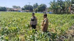Polisi Dampingi Lahan Jagung Milik Ponpes di Tongas, Perkuat Program Ketahanan Pangan Nasional Polisi Dampingi Lahan Jagung Milik Ponpes di Tongas, Perkuat Program Ketahanan Pangan Nasional