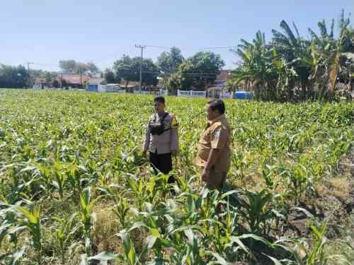 Polisi Dampingi Lahan Jagung Milik Ponpes di Tongas, Perkuat Program Ketahanan Pangan Nasional Polisi Dampingi Lahan Jagung Milik Ponpes di Tongas, Perkuat Program Ketahanan Pangan Nasional