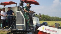 Dukung Ketahanan Pangan, Dandim Bojonegoro Hadiri Wiwit Massal dan Panen Raya Padi