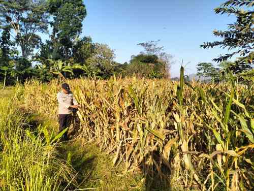 Demi Menjaga Hubungan Lebih Dekat dengan Petani Kanit Binmas Polsek Gondang Terjun ke Lapangan Demi Menjaga Hubungan Lebih Dekat dengan Petani Kanit Binmas Polsek Gondang Terjun ke Lapangan