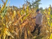 Demi Menjaga Hubungan Lebih Dekat dengan Petani Kanit Binmas Polsek Gondang Terjun ke Lapangan