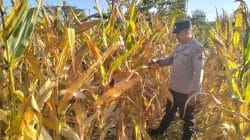 Demi Menjaga Hubungan Lebih Dekat dengan Petani Kanit Binmas Polsek Gondang Terjun ke Lapangan