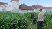 Polisi dan Petani Bersinergi, Triwung Kidul Perkuat Barisan Ketahanan Pangan Nasional