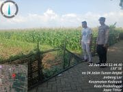 Tak Sekadar Patroli, Polisi Ikut Awasi Pertumbuhan Jagung di Jrebeng Lor