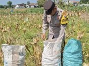 Bhabinkamtibmas Polsek Widang Bantu Panen Jagung di Desa Binaannya