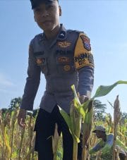 Cek Kualitas Buah Jagung Siap Panen, Polsek Widang Polres Tuban Dukung Astacita