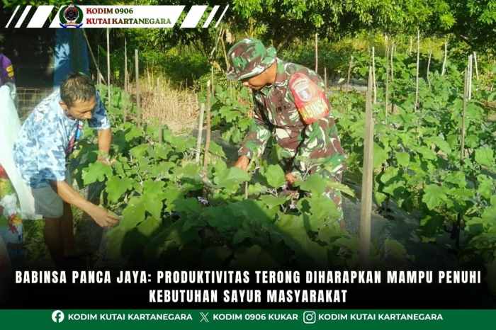 Babinsa Panca Jaya: Produktivitas Terong Diharapkan Mampu Penuhi Kebutuhan Sayur Masyarakat Babinsa Panca Jaya: Produktivitas Terong Diharapkan Mampu Penuhi Kebutuhan Sayur Masyarakat