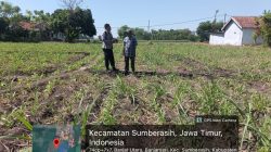 Polsek Sumberasih Dampingi Petani Jagung, Perkuat Ketahanan Pangan di Probolinggo