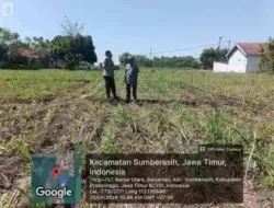 Polsek Sumberasih Dampingi Petani Jagung, Perkuat Ketahanan Pangan di Probolinggo