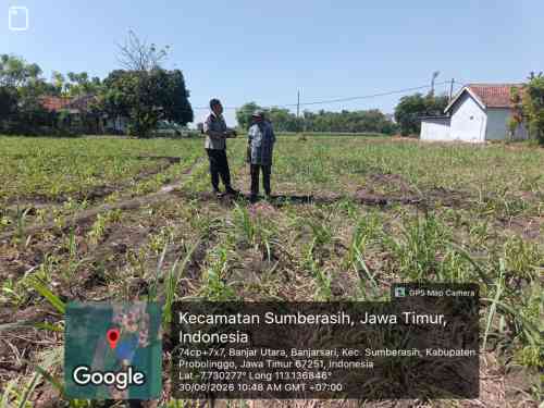 Polsek Sumberasih Dampingi Petani Jagung, Perkuat Ketahanan Pangan di Probolinggo Polsek Sumberasih Dampingi Petani Jagung, Perkuat Ketahanan Pangan di Probolinggo